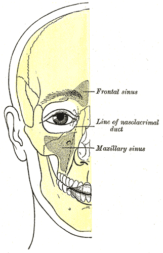 Outline of bones of face, showing position of air sinuses.