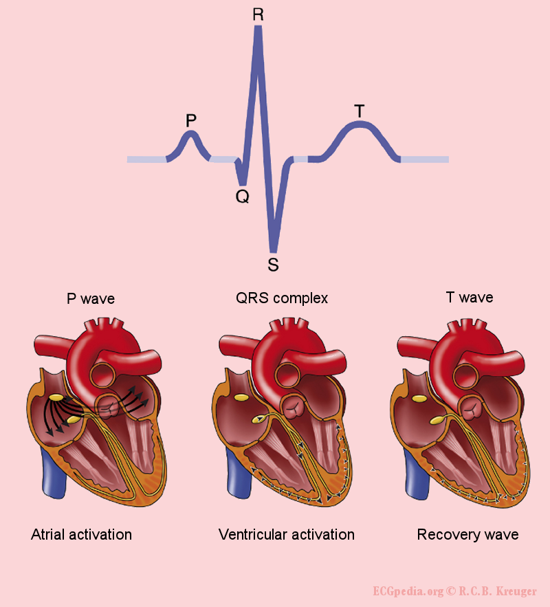 The origin of the different waves on the ECG