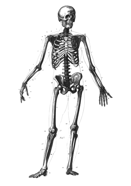 File:Skeleton diagram.svg - wikidoc