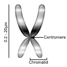 Figure 1: A representation of a condensed eukaryotic chromosome, as seen during cell division.