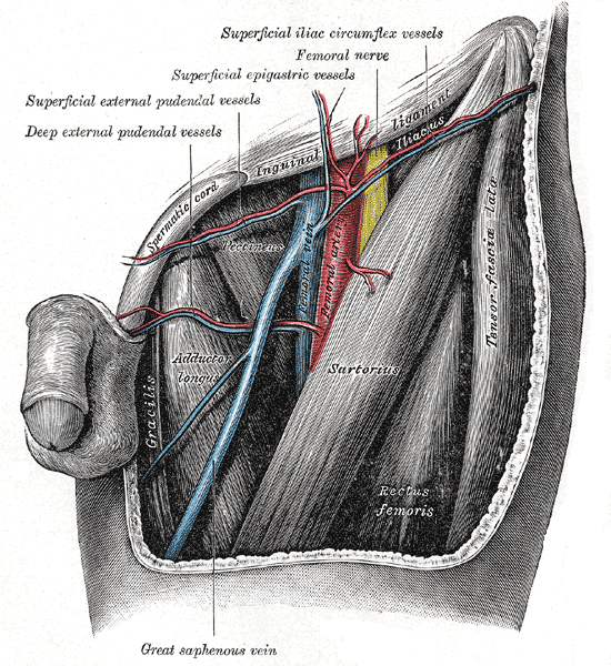 The left femoral triangle.