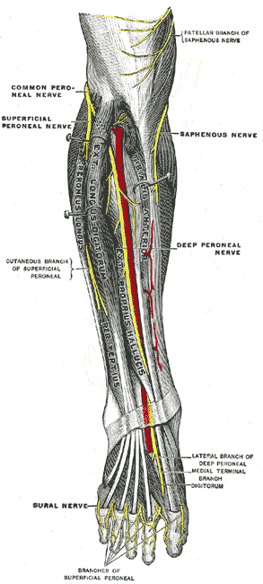 Deep nerves of the front of the leg.