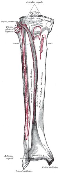 Bones of the right leg. Anterior surface.