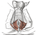 The perineum. The integument and superficial layer of superficial fascia reflected.