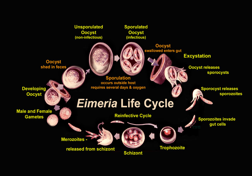 File:Eimeria life cycle usda.jpg