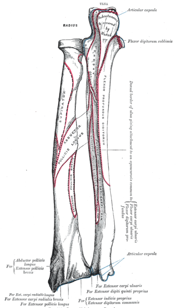Bones of left forearm. Posterior aspect.