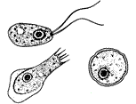 Different stages of Naegleria
