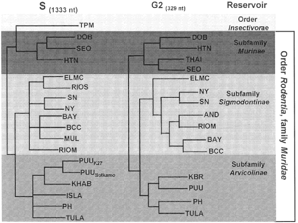 Phylogeny of hantaviruses and their relationships to natural reservoirs.