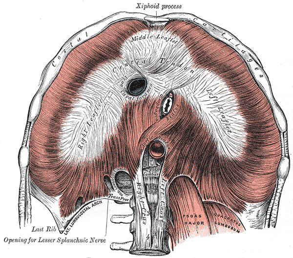 The fascia of the diaphragm