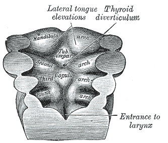 Floor of pharynx of embryo between 18 and 21 days.