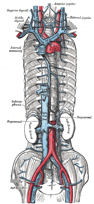 The venæ cavæ and azygos veins, with their tributaries.