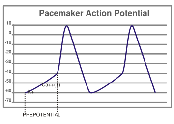 Pacemaker potential svg.png