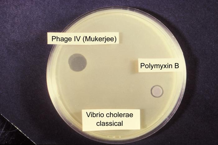 Sensitivity test for Vibrio cholerae involving Group IV bacteriophage and Polymyxin B. From Public Health Image Library (PHIL). [1]