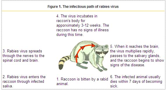 Rabies pathophysiology - wikidoc