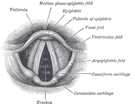 Laryngoscopic view of interior of larynx.