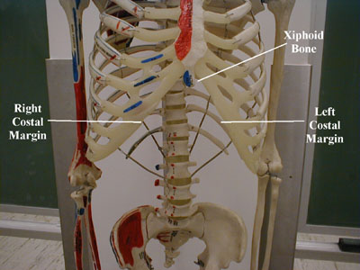 Skeletal structure of the Abdominal cavity