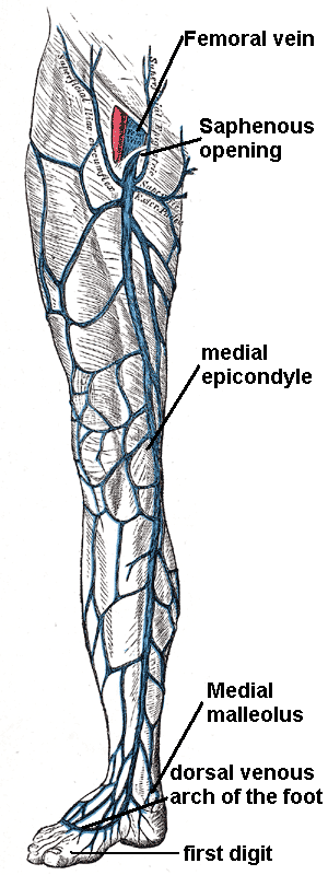 The great saphenous vein and landmarks along its course