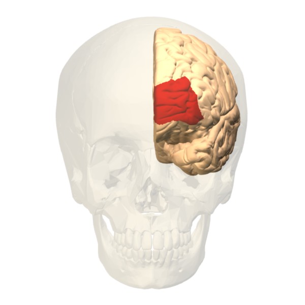 Anterior view of the prefrontal cortex