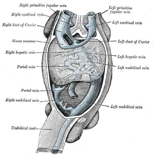Human embryo with heart and anterior body-wall removed to show the sinus venosus and its tributaries.