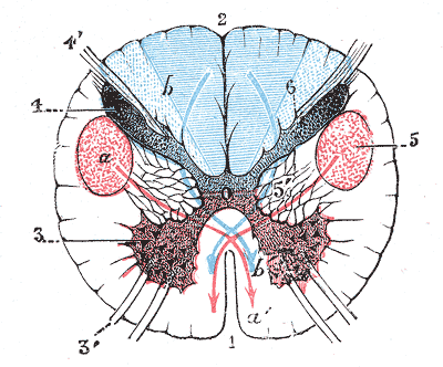 Section of the medulla oblongata through the lower part of the decussation of the pyramids