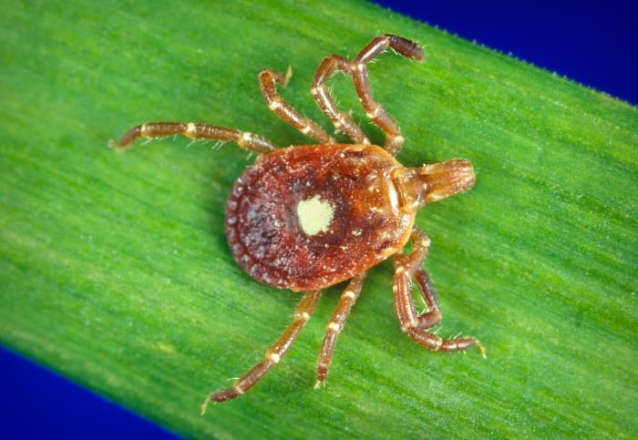 This is a female “Lone star tick”, Amblyomma americanum, and is found in the southeastern and midatlantic United States. From Public Health Image Library (PHIL). [2]