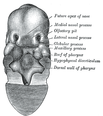 Same embryo as shown in Fig. 45, with front wall of pharynx removed.