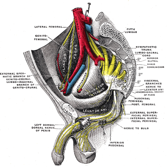 Sacral plexus of the right side.
