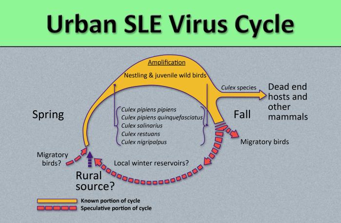 Diagram illustrates the methods by which the arbovirus, St. Louis encephalitis virus, reproduces and amplifies itself in urban avian populations, and transmitted to dead end hosts including humans and other mammals by Culex spp. mosquitos. From Public Health Image Library (PHIL). [11]