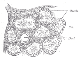 Section of portion of mamma.