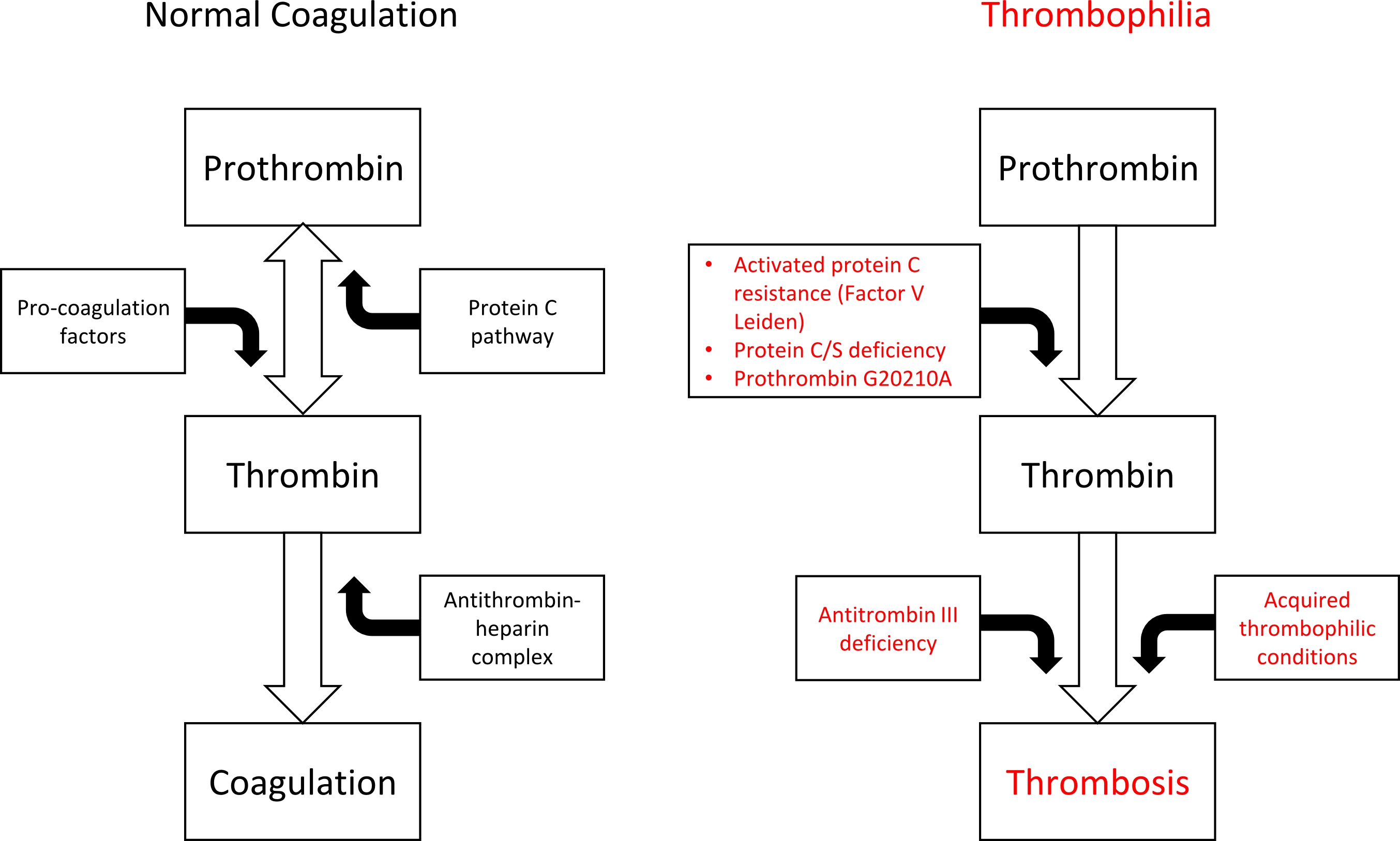 File:Thrombophilia Path.jpg