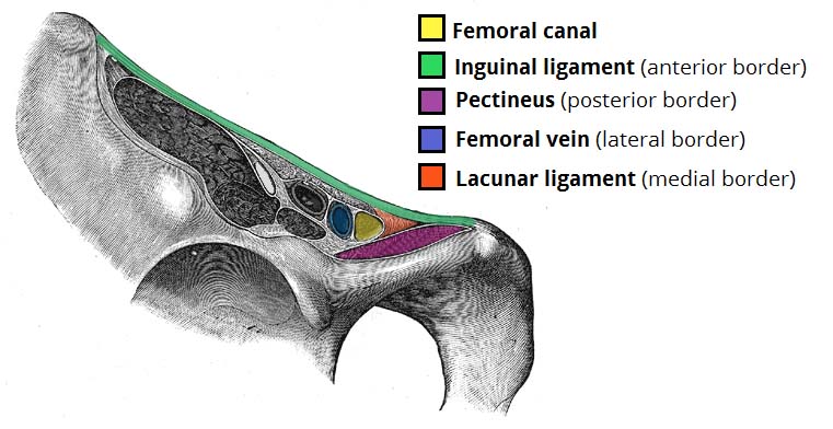 File:Borders-of-the-Femoral-Canal.jpg