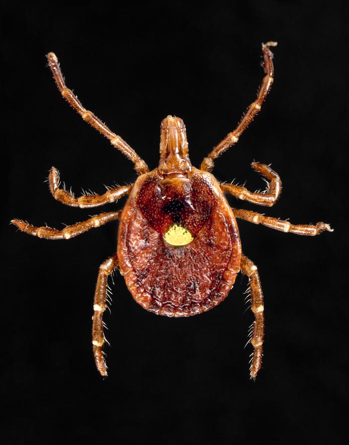 his photograph depicted a dorsal view of a female "lone star tick", Amblyomma americanum. Note the characteristic “lone star” marking located centrally on its dorsal surface, at the distal tip of its scutum From Public Health Image Library (PHIL). [2]