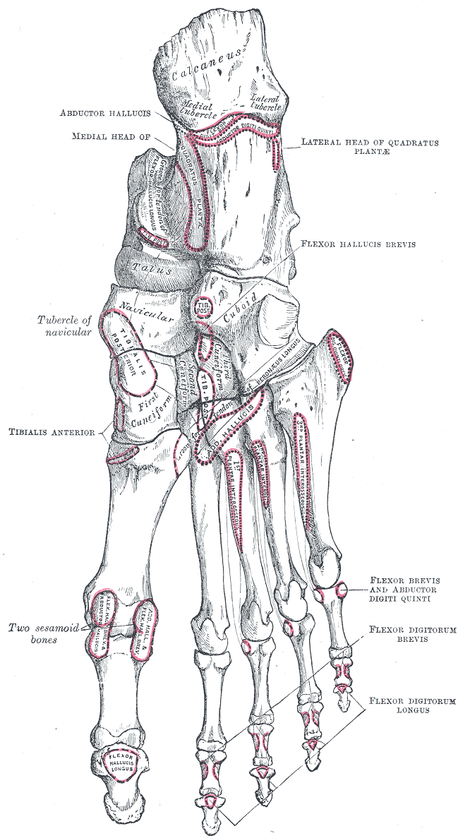Bones of the right foot. Plantar surface.