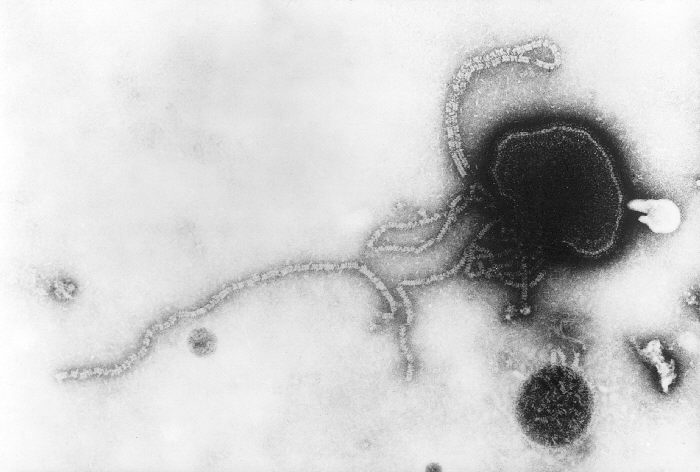 Transmission electron micrograph (TEM) of parainfluenza virus. From Public Health Image Library (PHIL). [1]