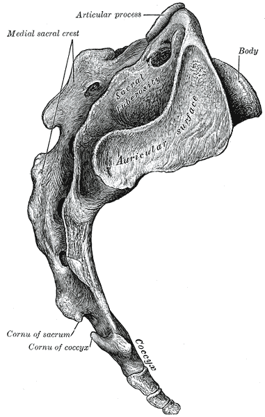 Lateral surfaces of sacrum and coccyx.