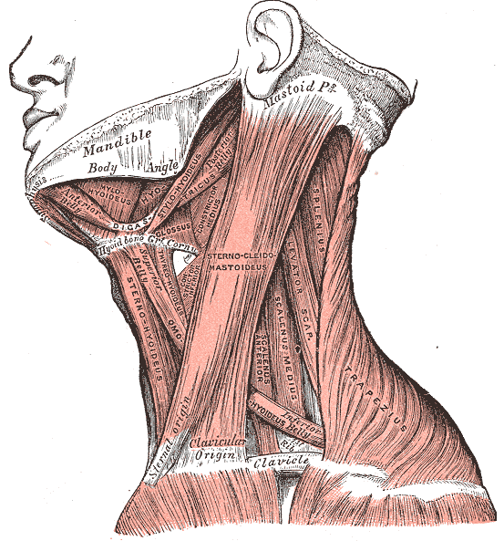 Muscles of the neck. Lateral view.