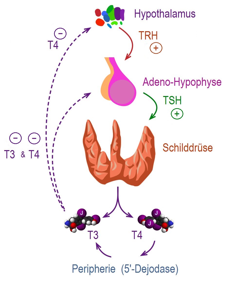 Rgulation of thyroxin secretion - By CFCF; slightly modified by Geo-Science-International - This file was derived fromThyroid vector.svg:, CC BY-SA 3.0, https://commons.wikimedia.org/w/index.php?curid=47043638
