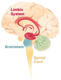 File:Brain limbicsystem.jpg