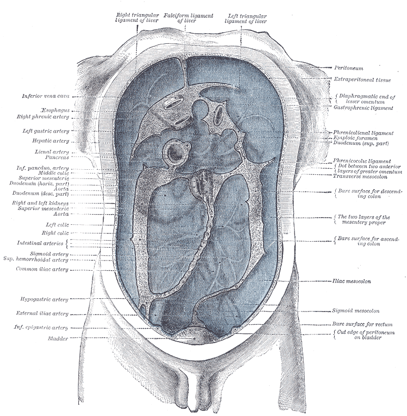 Diagram to show the lines along which the peritoneum leaves the wall of the abdomen to invest the viscera.