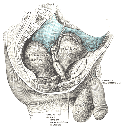 Male pelvic organs seen from right side.