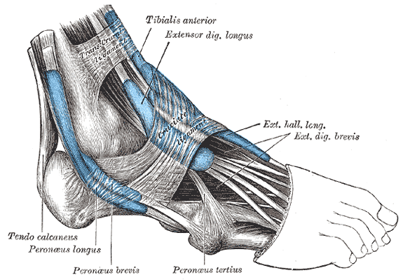 The mucous sheaths of the tendons around the ankle. Lateral aspect.