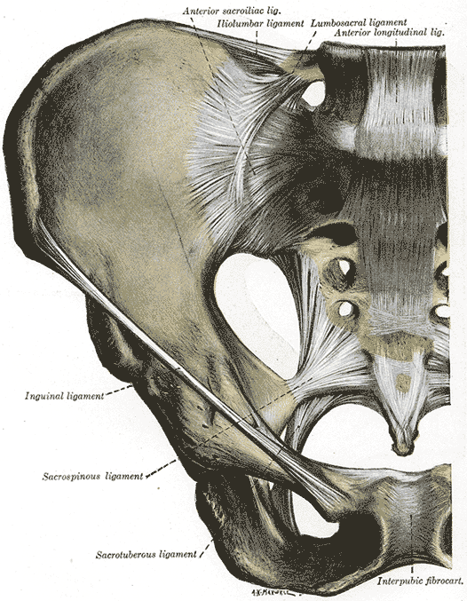 Articulations of pelvis. Anterior view.