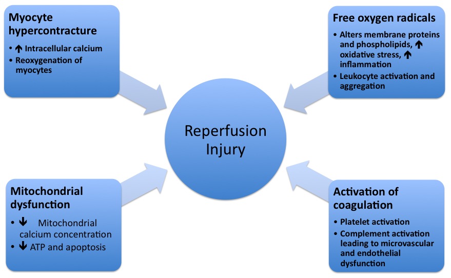 Mechanism Of Reperfusion injury
