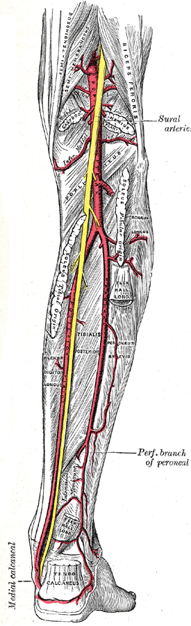 Posterior tibial artery - wikidoc
