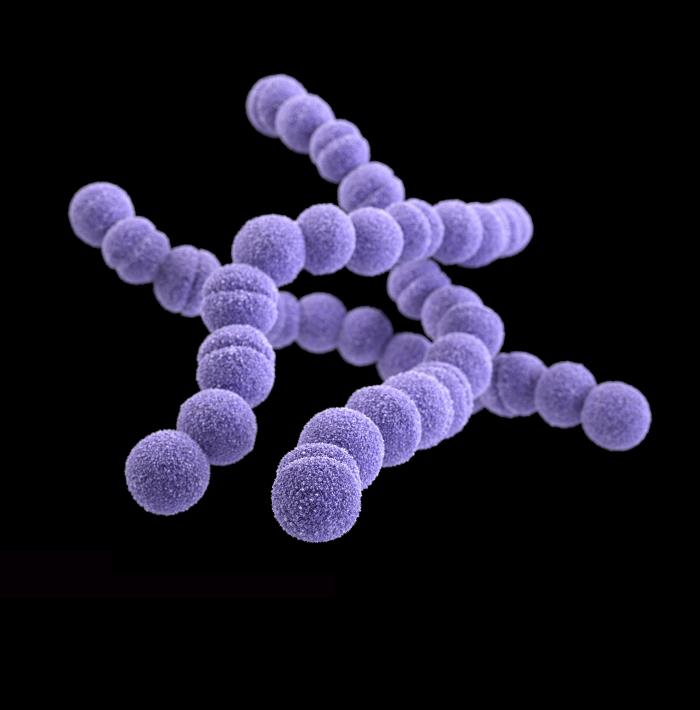 File:Group A streptococcus02.jpeg