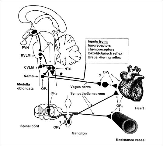 Distribution of opioid OP4 receptors involved in the regulation of cardiovascular function. Various locations of OP4 receptors as suggested by functional studies are shown. Excitatory neurons are represented by solid lines, inhibitory neurons are represented by dotted lines. Abbreviations: CVLM - caudal ventrolateral medulla; NAmb - nucleus ambiguus; NTS - nucleus tractus solitarii; PVN - paraventricular nucleus; RVLM - rostral ventrolateral medulla.[14]