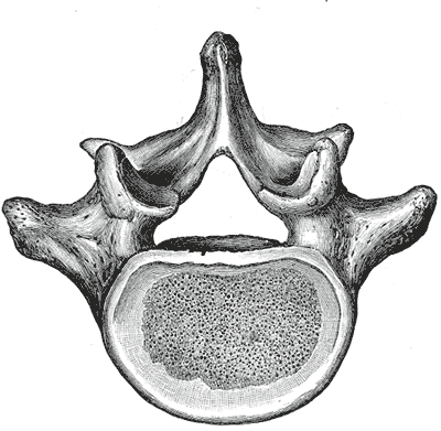 Lumbar vertebrae - wikidoc