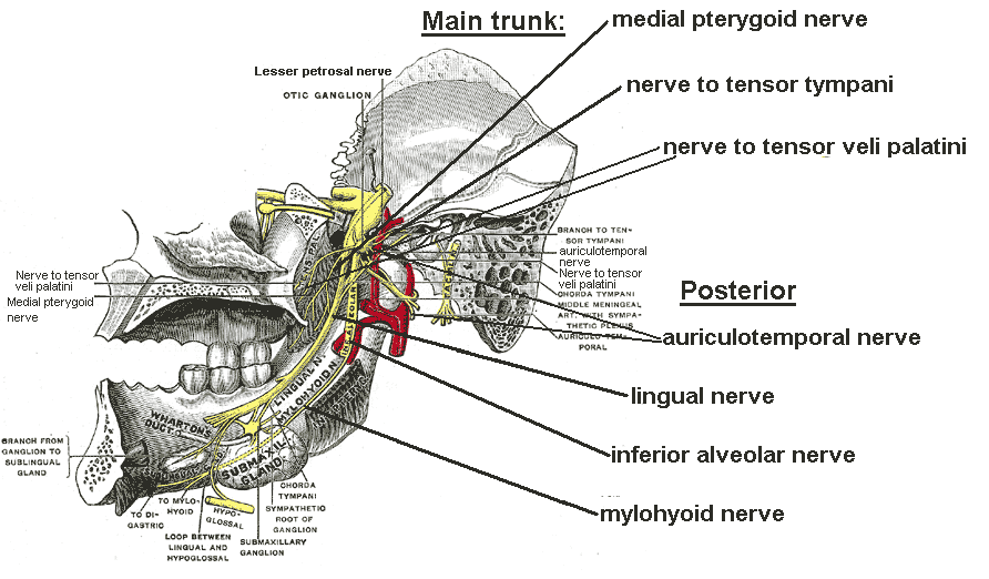 Mandibular Nerve