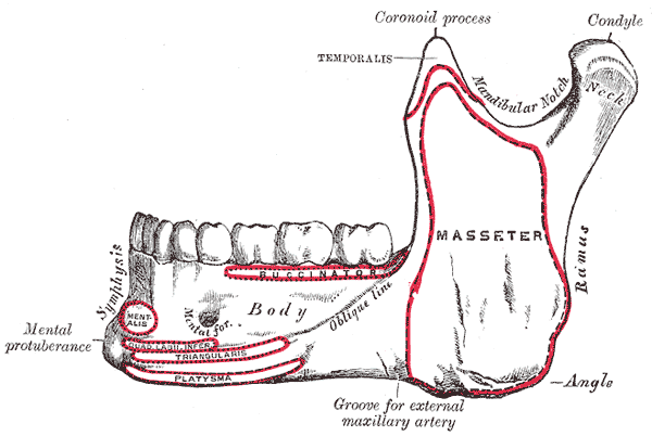 Mandible. Outer surface. Side view.