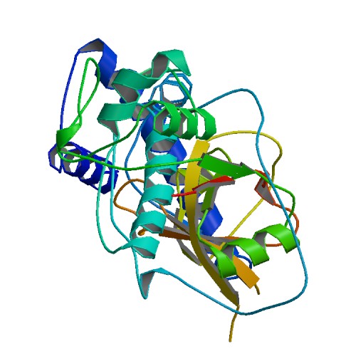 File:PBB Protein CTSL1 image.jpg